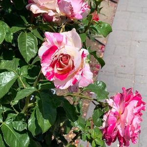 Meet your Posher, Kathy